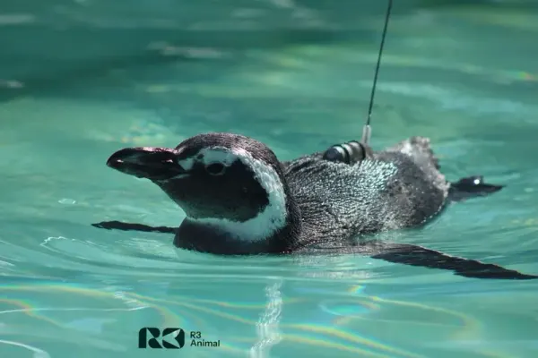Por Que Tantos Pinguins Morrem Durante a Reabilitação?